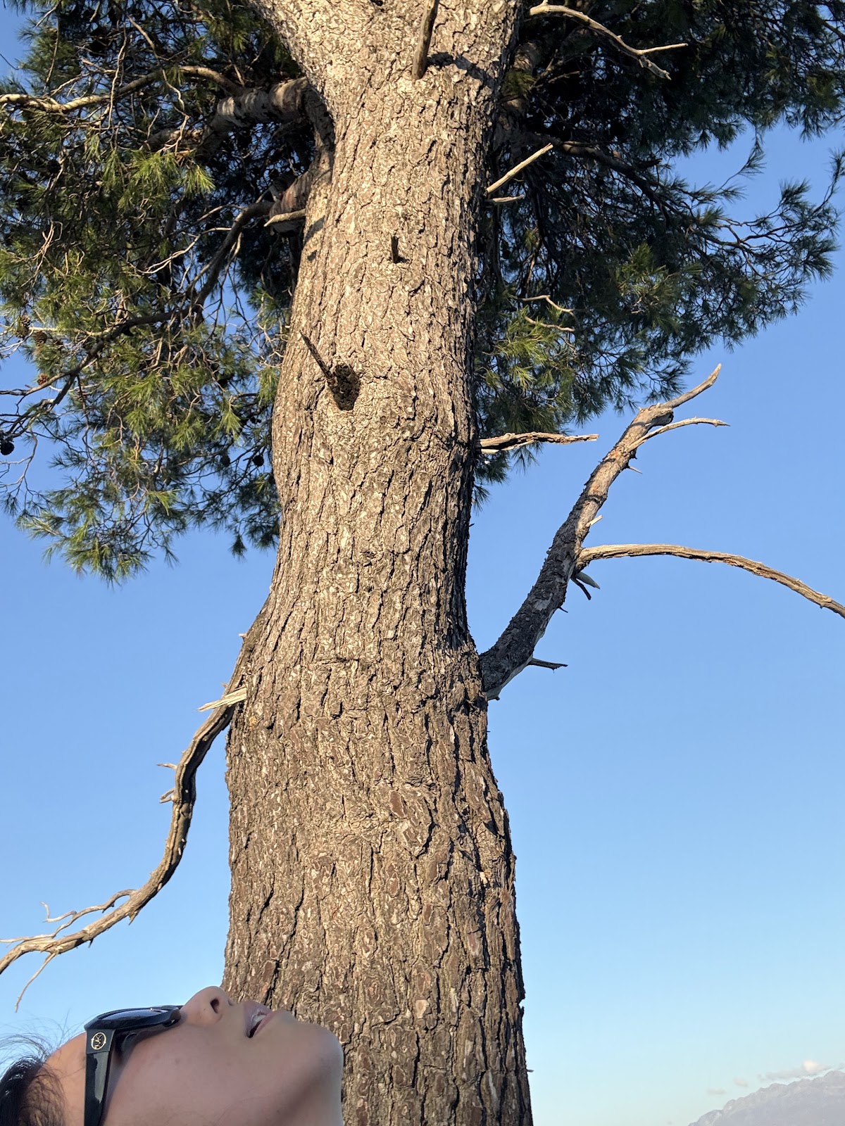 Lonely Tree photo 5