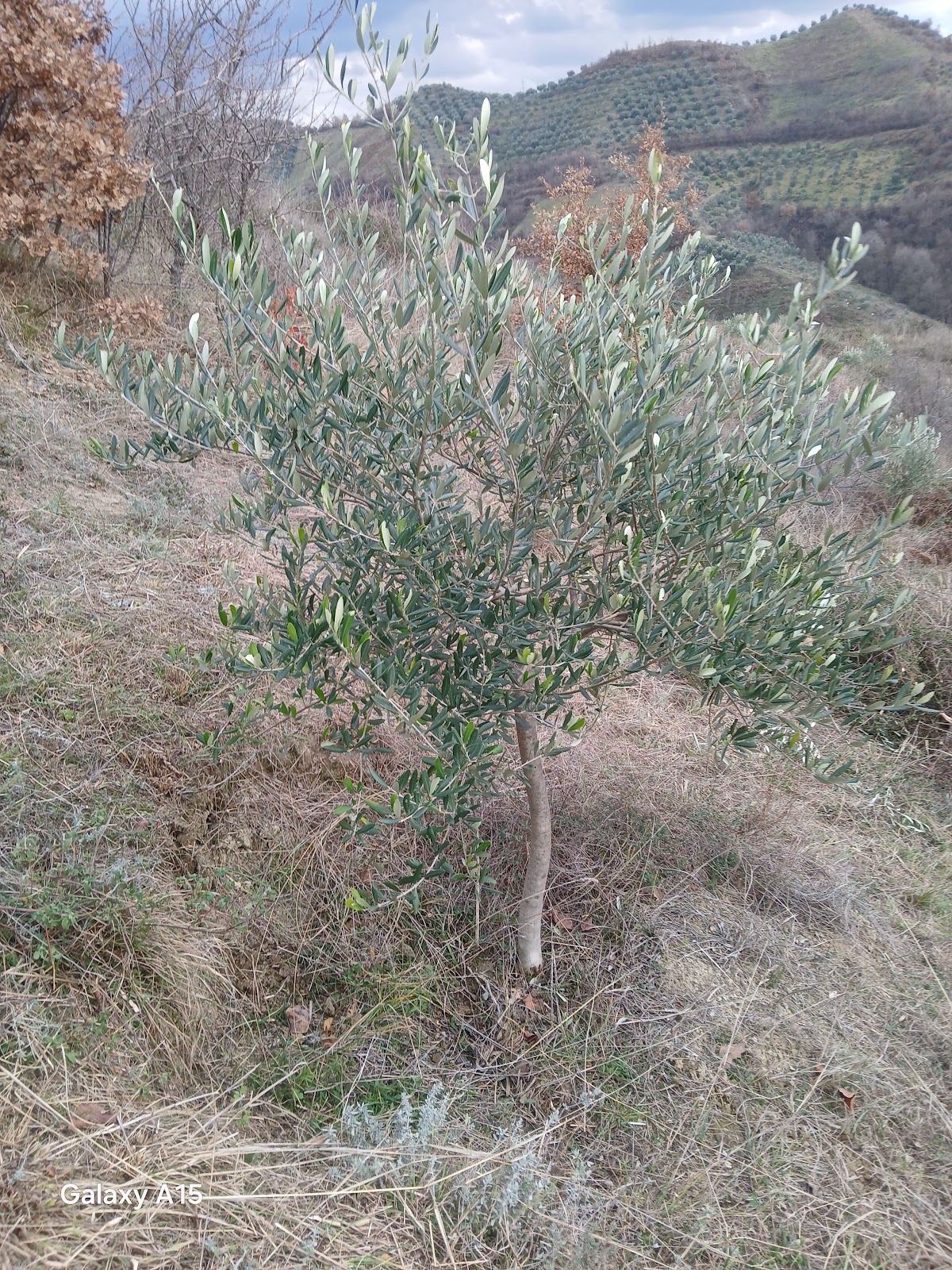 Ullishta Agron Kyçyku photo 3