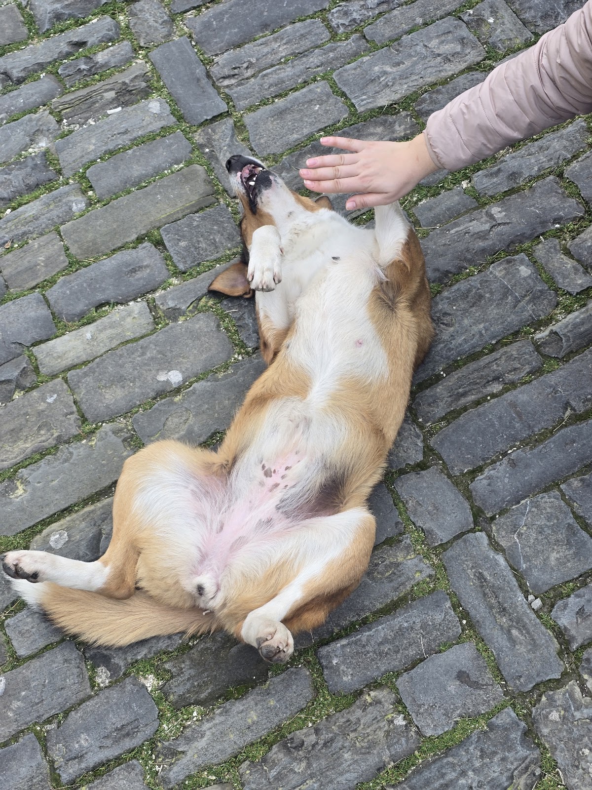 Lusi the Dog photo 4