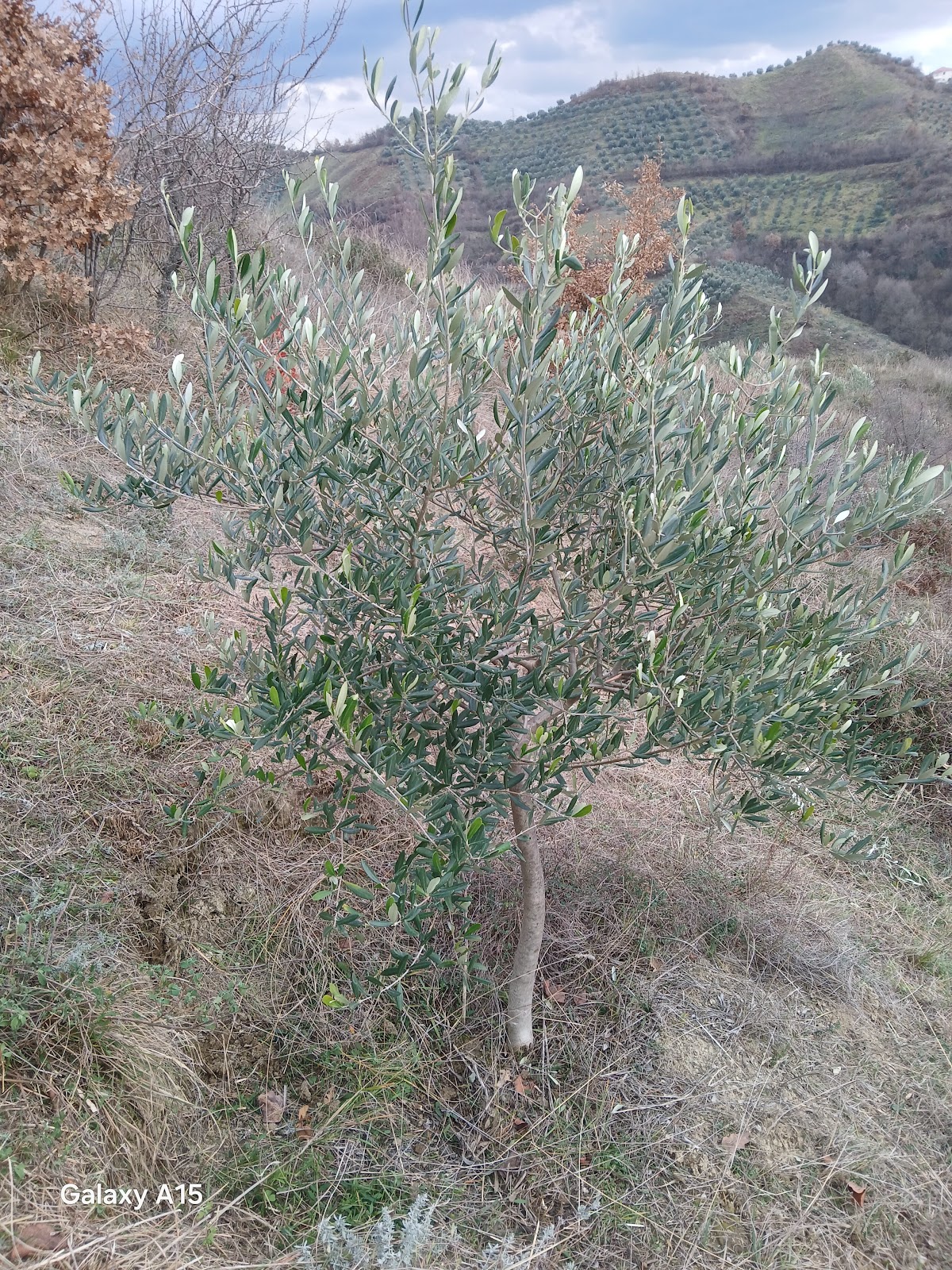 Ullishta Agron Kyçyku photo 5