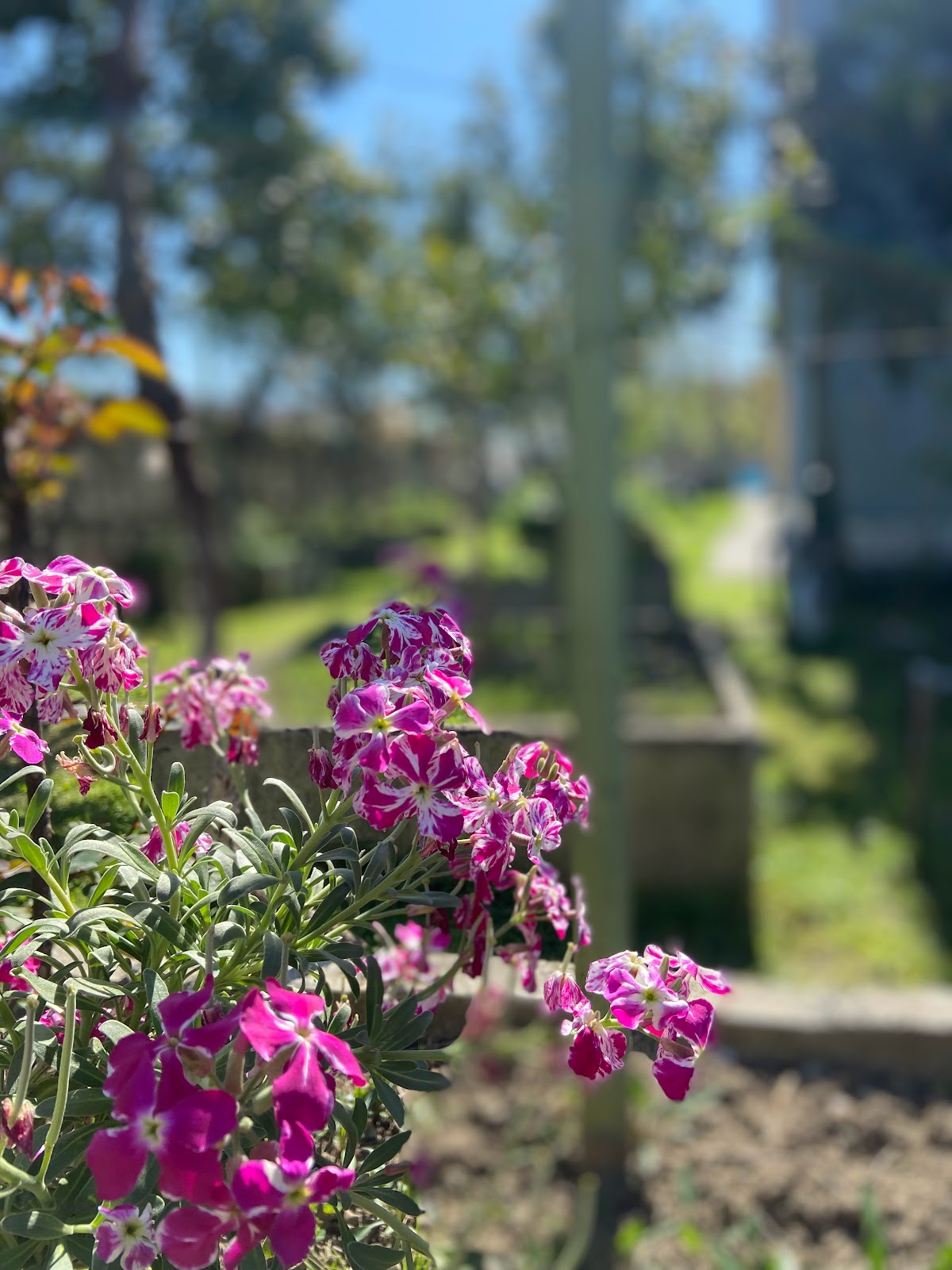 Villa Osmani photo 5