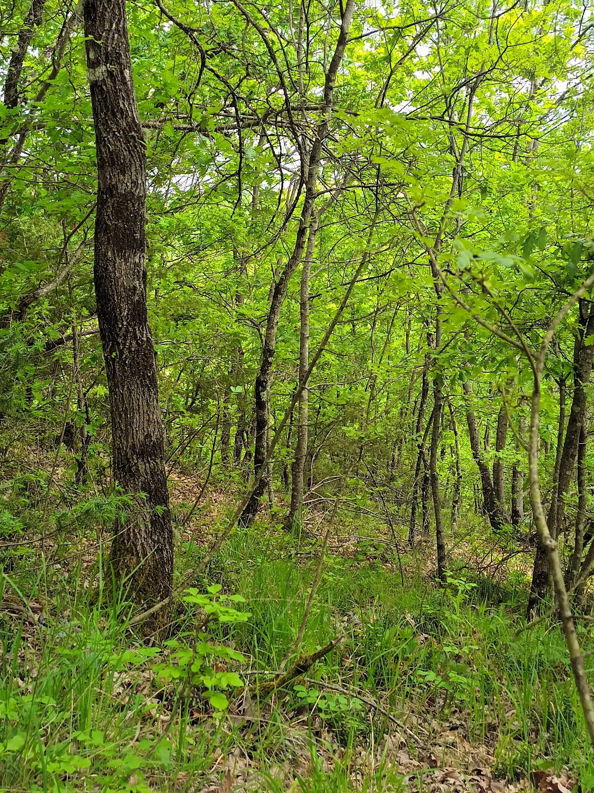 Tarazhi Eper (Upper Tarazh) photo 3
