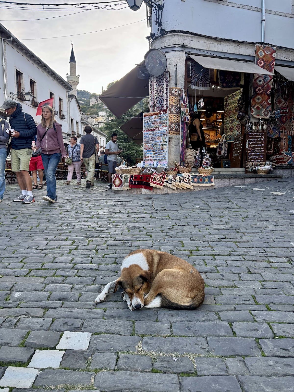 Lusi the Dog