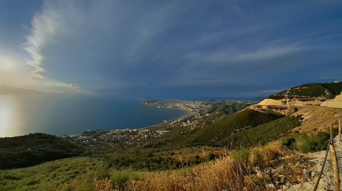 View Point Dog