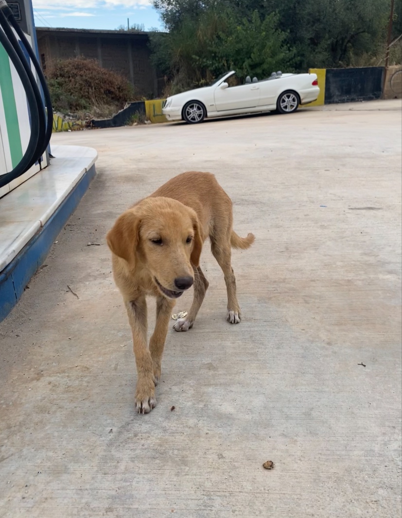 Dogs Station photo 5