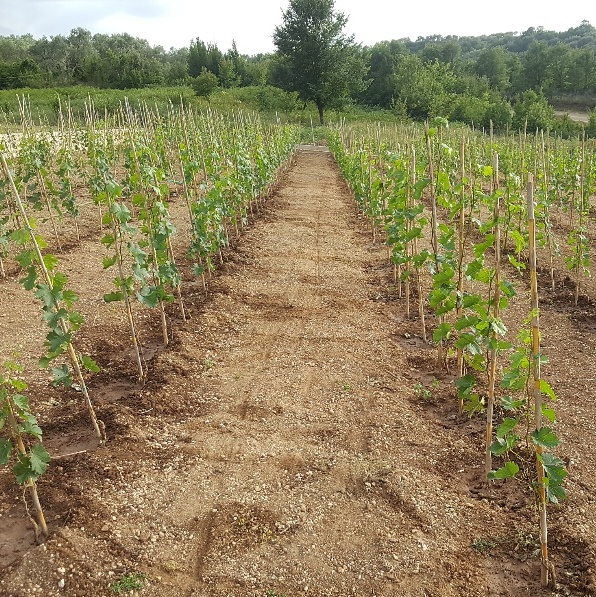 Bardhi Farm photo 3