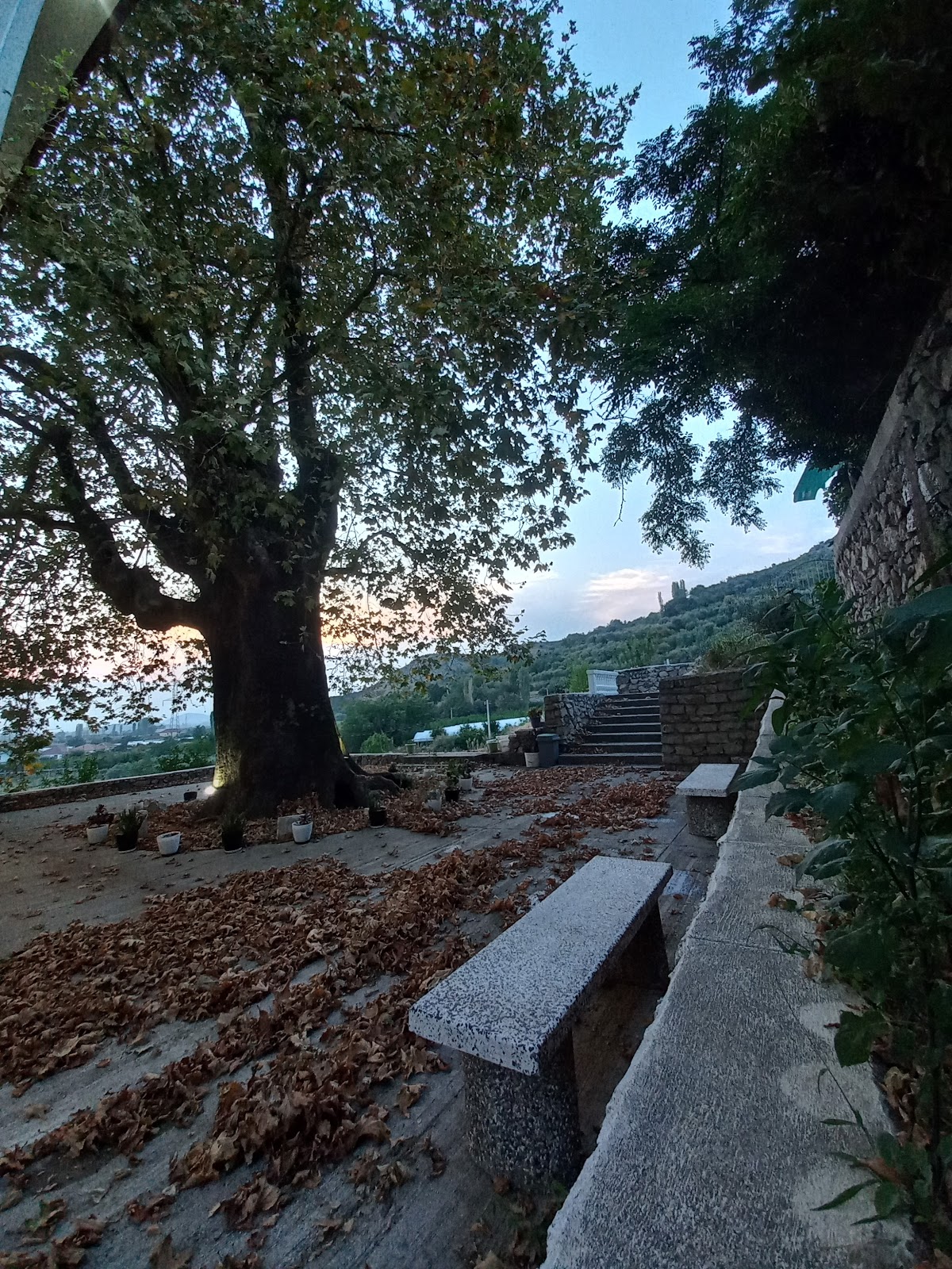 Historic Tree at Ganjollë Mosque photo 4