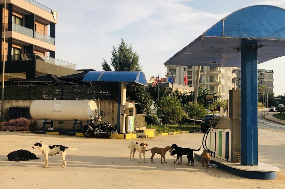 Dogs Station photo 3