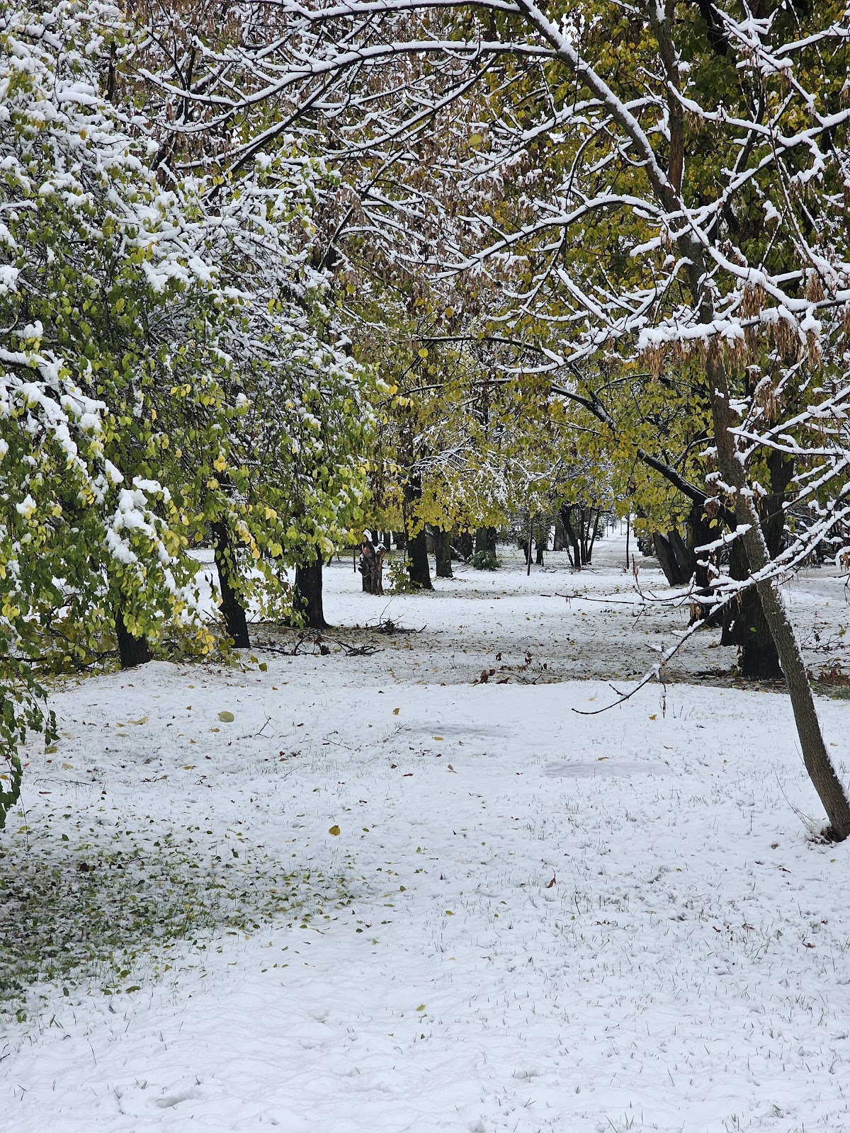 Parku Taukbashçe photo 5