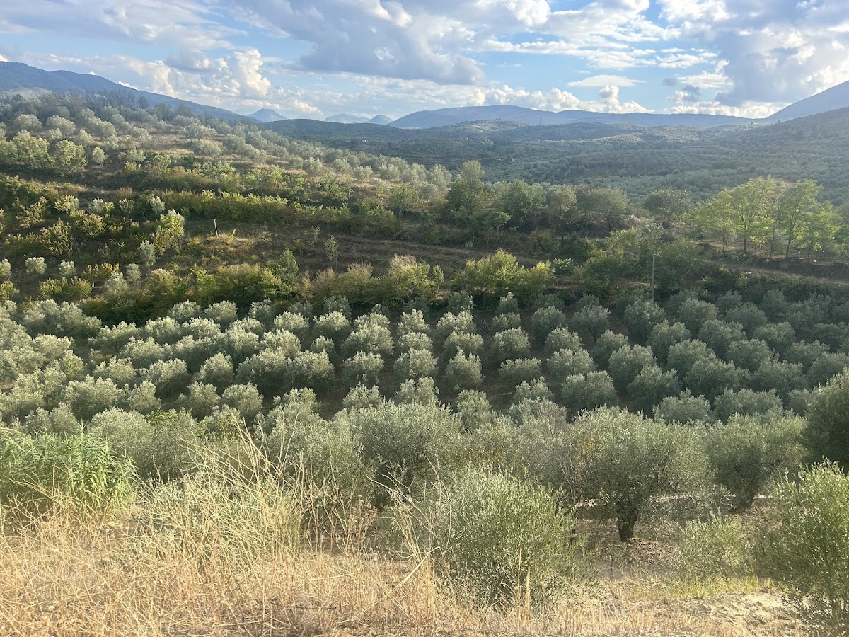 Vaj Ulliri Berati 1 photo 2