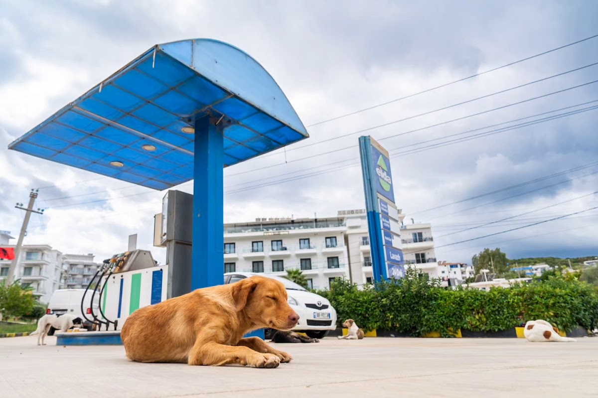 Dogs Station photo 4