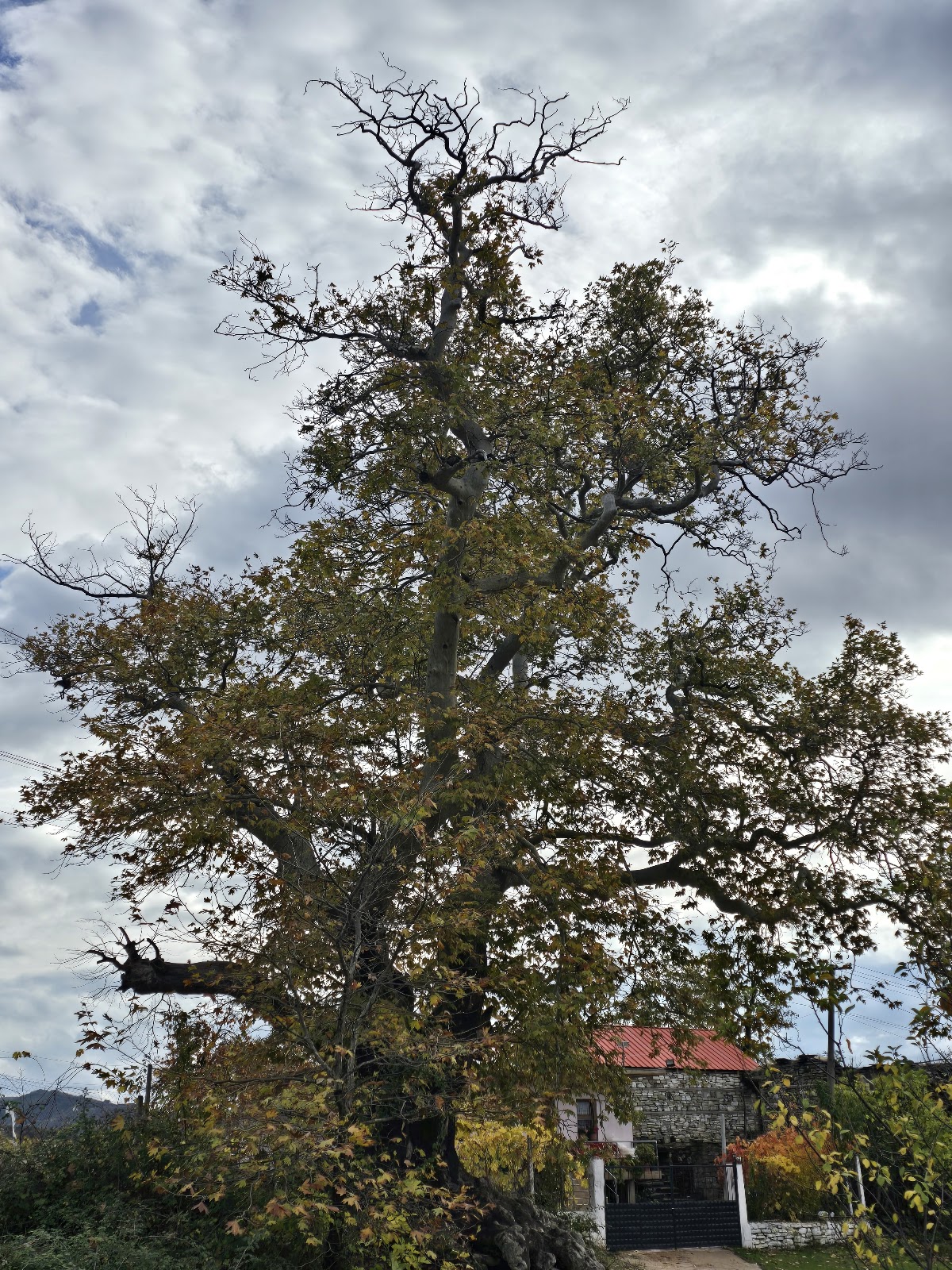 Village Plane Tree of Hotolisht