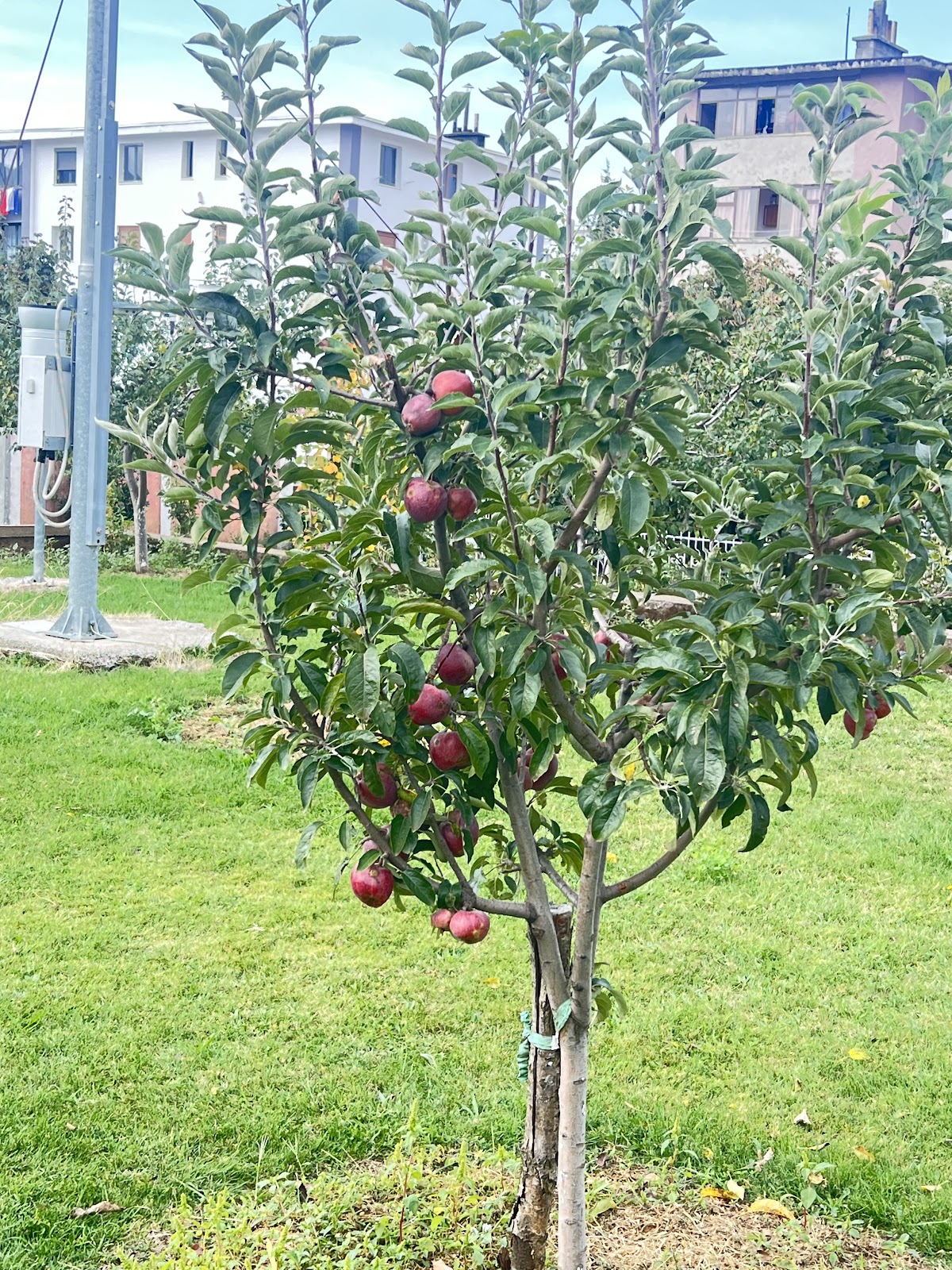 Shtepia e Kryetarit photo 5
