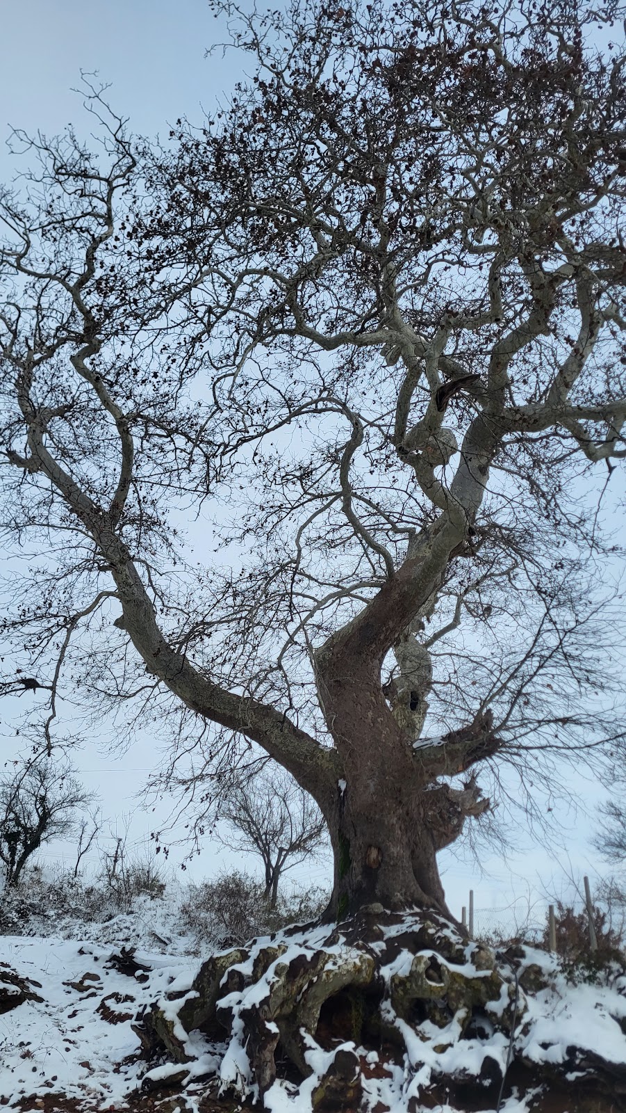 Village Plane Tree of Hotolisht photo 2