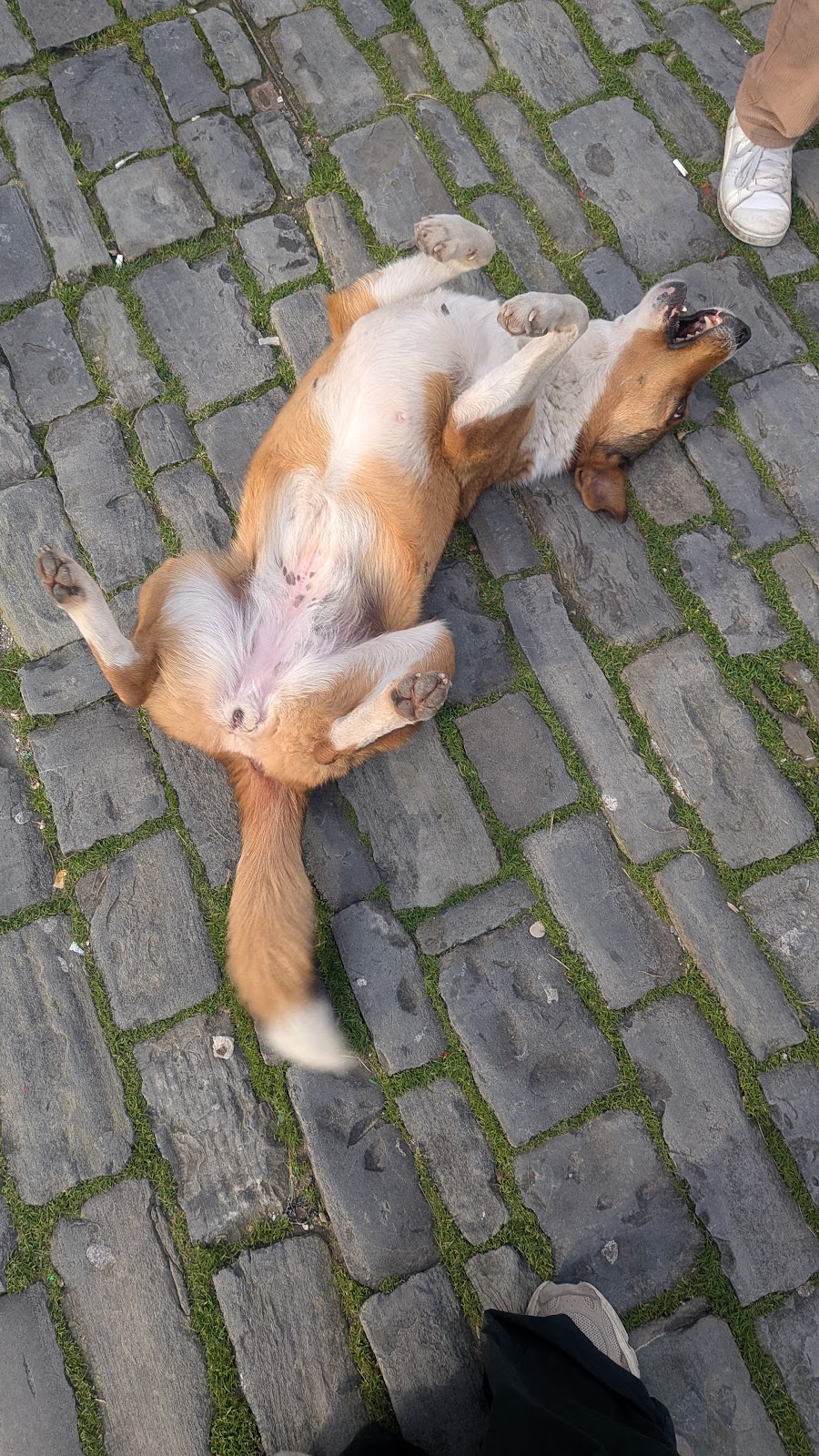 Lusi the Dog photo 5