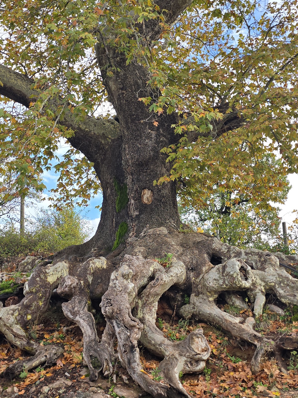 Village Plane Tree of Hotolisht photo 4