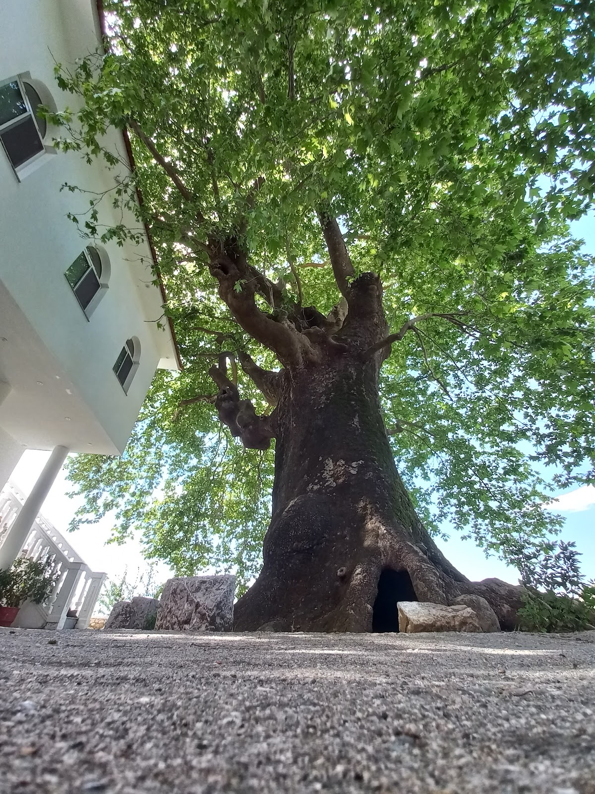 Historic Tree at Ganjollë Mosque photo 5