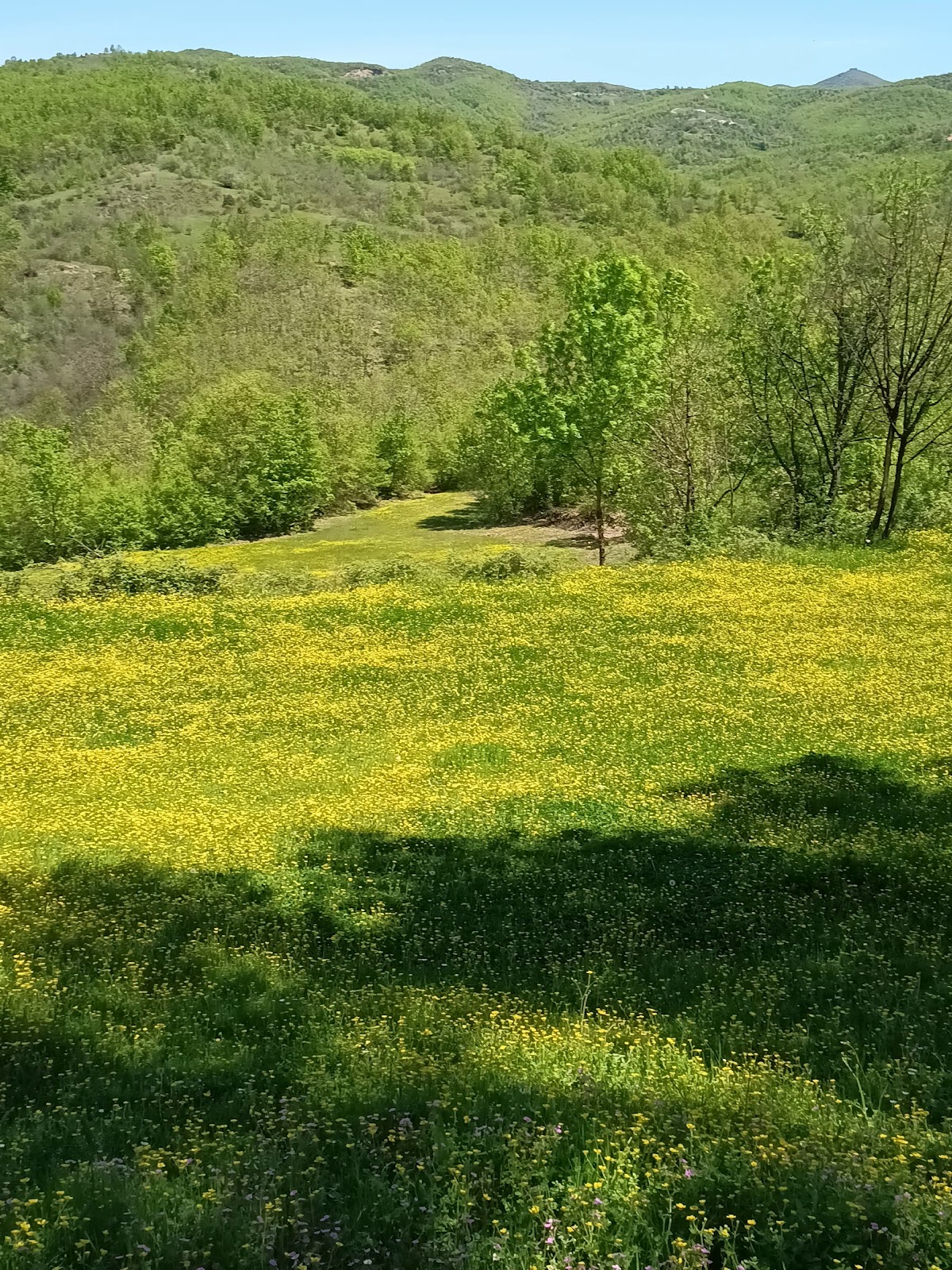Tarazhi Eper (Upper Tarazh) photo 2