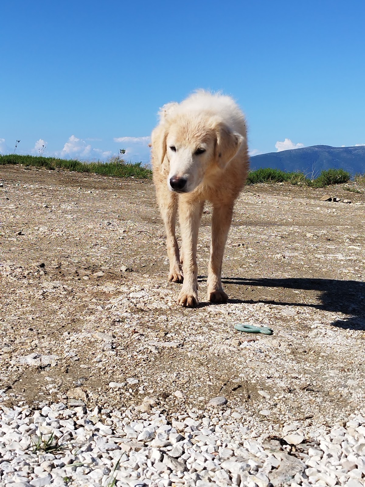 View Point Dog photo 4