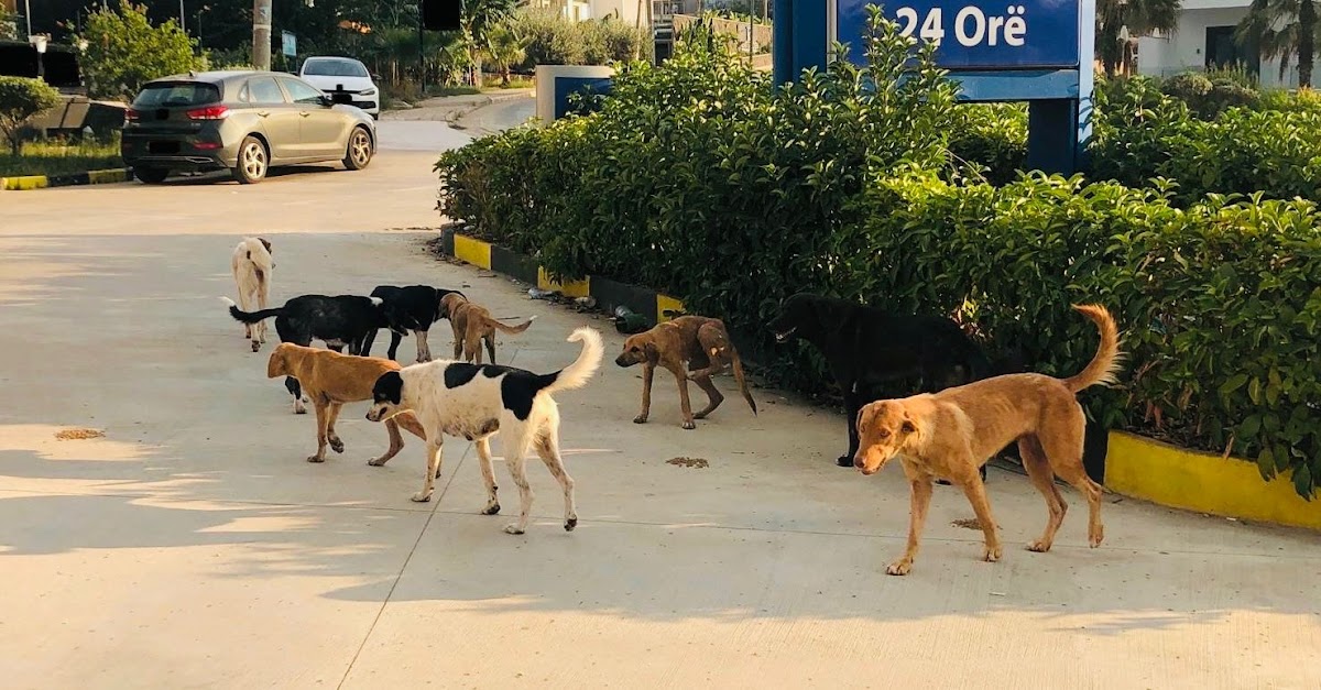Dogs Station photo 2