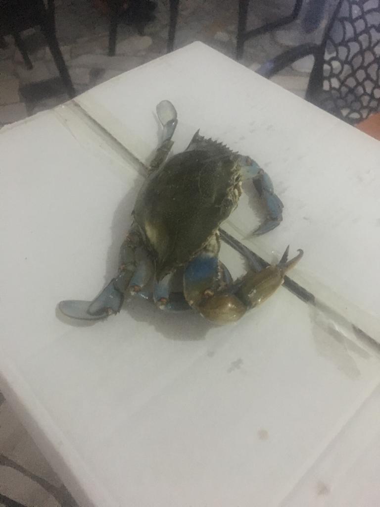 Meco Fish Shop photo 5