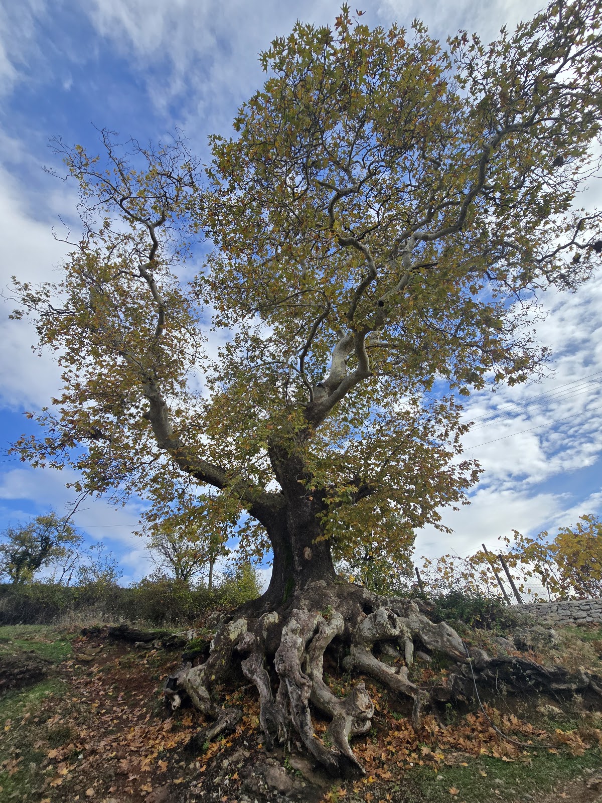 Village Plane Tree of Hotolisht photo 5