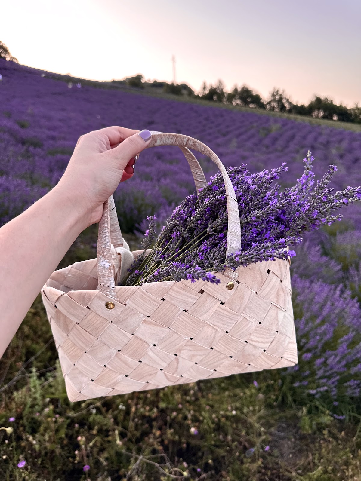 The Lavender Fields of Gramsh photo 3