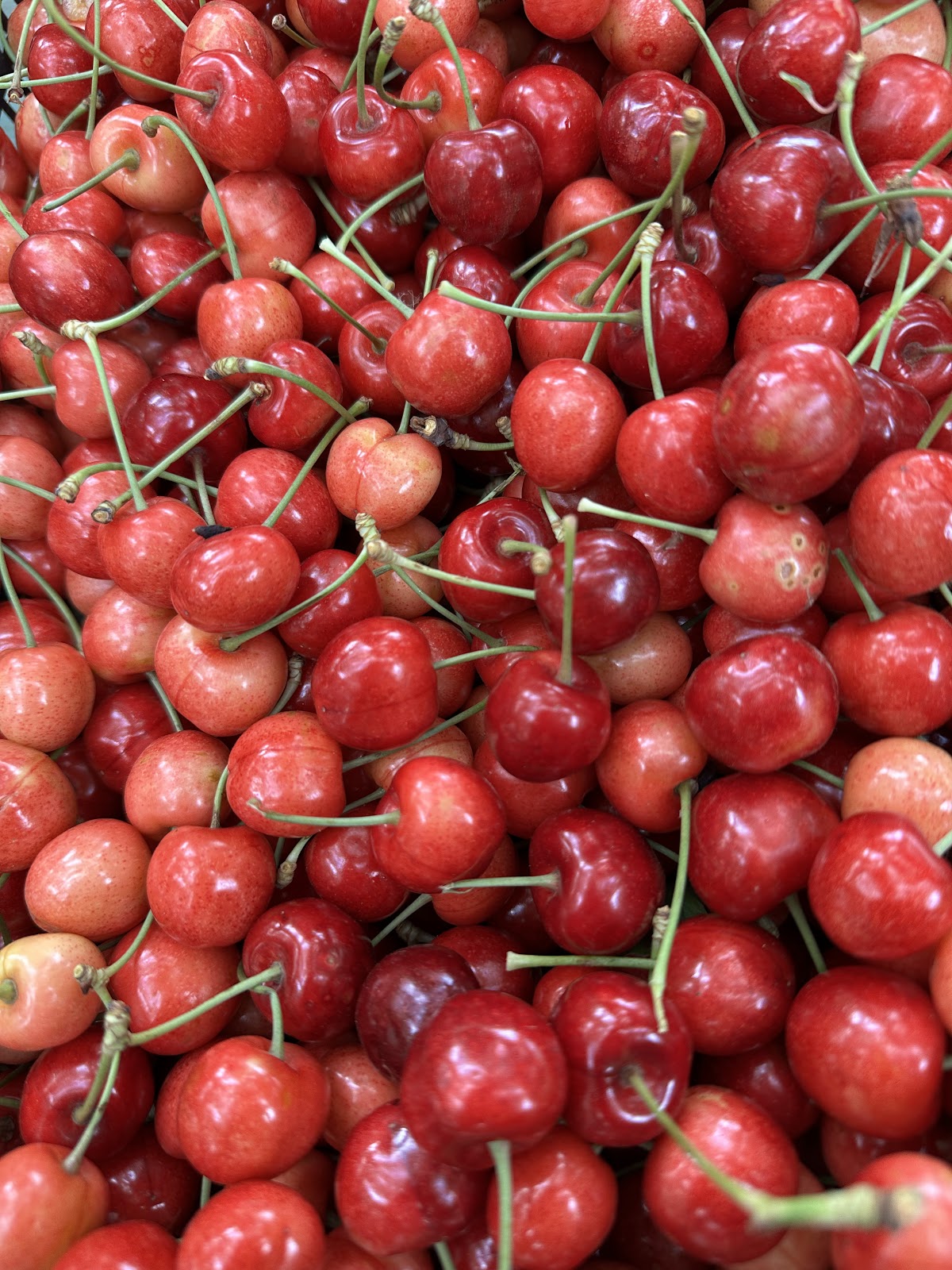 “Cherry Charm” photo 2